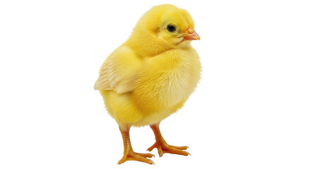 Isolated Yellow Baby Chick