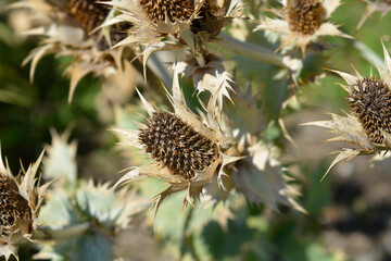 Miss Willmotts ghost seed heads - Latin name - Eryngium giganteum