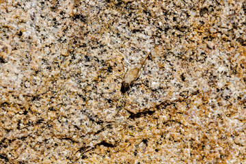 Grasshopper camouflaged on granite rock France Corsica 18 June 2025
