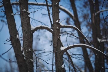 Snow-covered branches create intricate patterns against a crisp winter sky in a tranquil forest