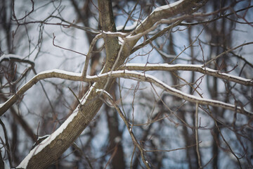 Branches coated in fresh snow create a serene winter landscape under a pale blue sky in a peaceful forest setting during a quiet afternoon