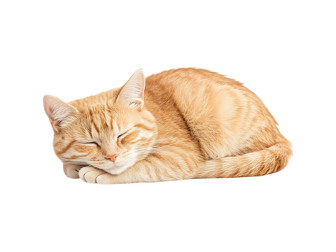 Sleeping cat curled up, fluffy tabby feline resting peacefully