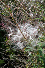 Chamaenerion angustifolium, Fireweed, rosebay willowherb in autumn with seeds
