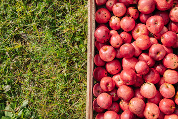 Freshly picked red apples filling wooden crate on green grass
