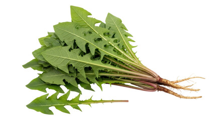 Isolated Pile of Dandelion Greens