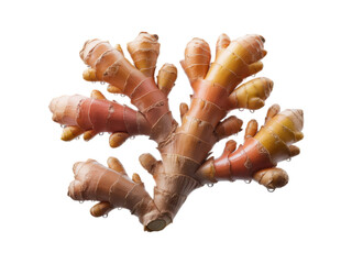 Knobbly ginger root with red tips isolated on a dark background