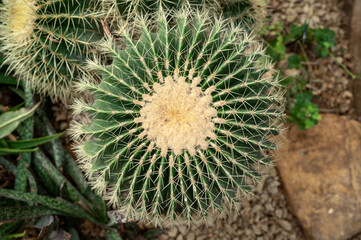 Top view of golden barrel cactus with sharp spines in a botanical garden.