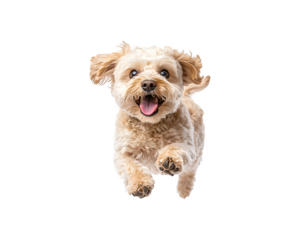 A dog is actively playing and running