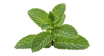 Isolated Sprig of Fresh Mint
