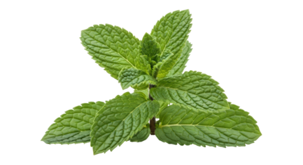 Isolated Sprig of Fresh Mint