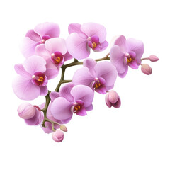 pink orchid isolated on white or transparent background