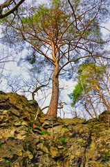 Rezerwat Przyrody "Wąw&oacute;z Lipa" - Park Krajobrazowy "Chełmy". Majestatyczny widok lasu z drzewami rosnącymi na skale, odzwierciedlający ogrom natury i  sezonowy spok&oacute;j. 