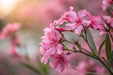 Obraz premium Beautiful Pink Oleander Flowers Blooming in Soft Focus with Gentle Light Background