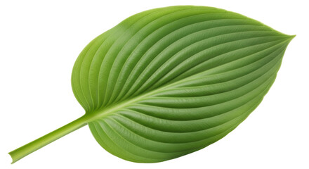 Obraz premium Isolated Green Leaf