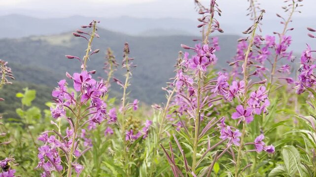 flowers of fireweed on the background of mountains, Epilobium angustifolium, wild flora, medicinal plants