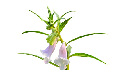 Sesamum radiatum (Benniseed, Black Sesame, Vegetable Sesame) PNG – Nutritious Seed and Plant Element for Culinary, Botanical, and Agricultural Designs