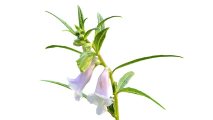 Sesamum radiatum (Benniseed, Black Sesame, Vegetable Sesame) PNG – Nutritious Seed and Plant Element for Culinary, Botanical, and Agricultural Designs