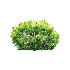 watercolor green bush isolated on a transparent background