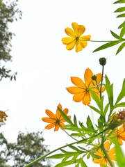 Sweet bouquet of  orange cosmos flower blossom in a field with green leaves on white isolated background 