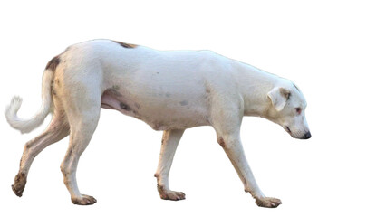 Labrador Retriever Mixed Breed PNG – Friendly Dog Element for Pet, Domestic, and Animal Designs