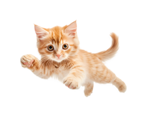 A playful cat running and having fun