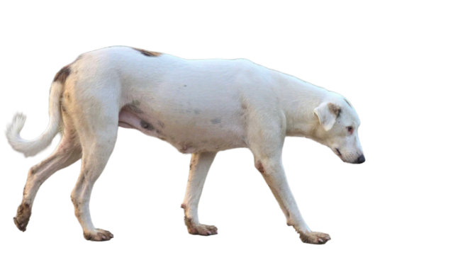 Labrador Retriever Mixed Breed PNG – Friendly Dog Element for Pet, Domestic, and Animal Designs