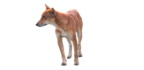 New Guinea Singing Dog (Canis hallstromi) PNG – Rare Wild Dog Element for Wildlife, Nature, and Zoological Designs