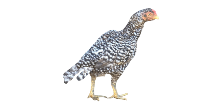 Shamo Chicken (Gallus gallus domesticus) PNG – Large Distinctive Fowl Element for Farming, Poultry, and Cultural Designs