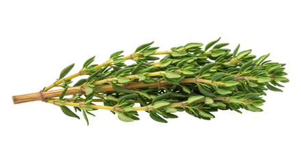Isolated Thyme Sprig