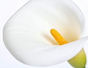 Close-Up Photography of White Calla Lily with Elegant Curve