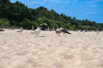 Seagulls on the beach