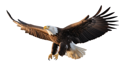 Bald eagle soars, wings spread, against a blurred background
