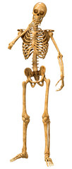 3D Rendering Human Skeleton on White