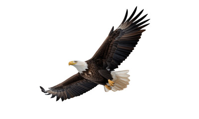 Bald eagle soars against black, wings spread, powerful, brown feathers, yellow beak
