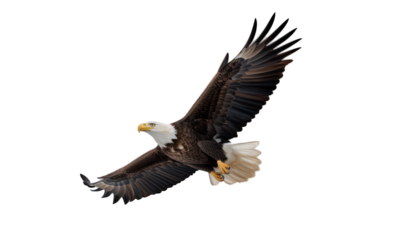 Bald eagle soars against black, wings spread, powerful, brown feathers, yellow beak