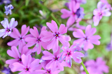 Beautiful blooming pink flower background