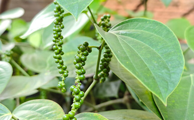 Fresh peppercorn on the tree