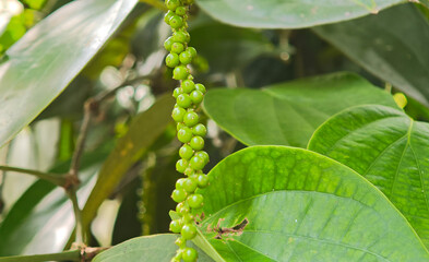 Fresh peppercorn on the tree