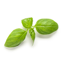 Fresh basil leaves on white background
