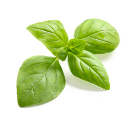 Fresh basil leaves on white background