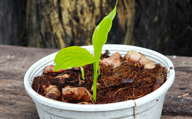 Turmeric seedlings are growing in pots.