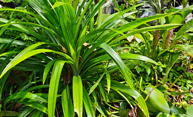 Pandanus trees in the garden