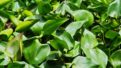 Water hyacinth in the water