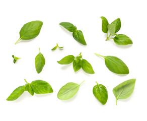 Many fresh basil leaves on white background