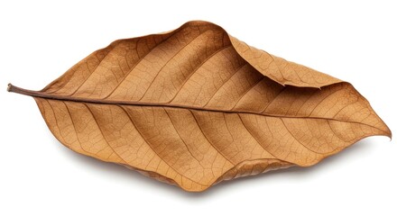 Close-up of a single, dry leaf with prominent veins and a curled edge, casting a soft shadow against a white backdrop