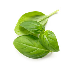 Green basil leaves on white background