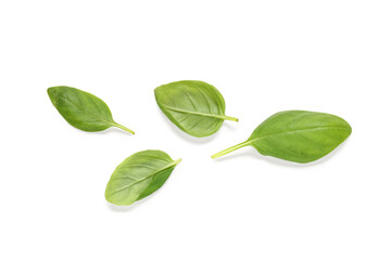 Fresh green basil leaves on white background