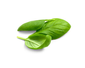 Fresh green basil leaves on white background