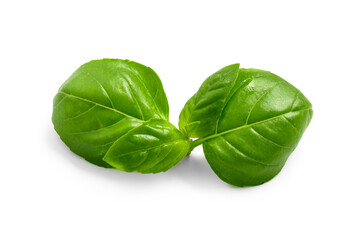 Fresh green basil leaves on white background