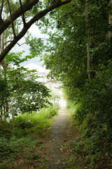 A narrow stone pathway surrounded by lush green trees and plants, leading out of a shaded forest area towards a bright open space